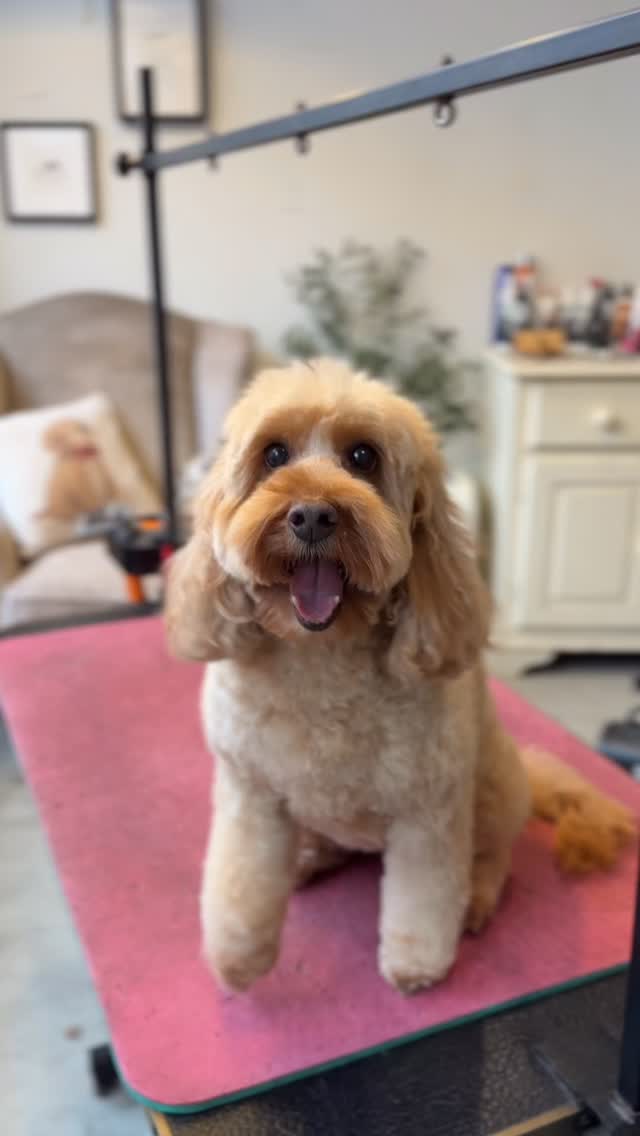 EMBER 🤎

Nothing better than post groom ✨tippy taps✨ especially from this sweet girl 🥹 Ember comes to us with her big brother Kole but it was impossible to get a shot of them together from their excitement 

Groomed by Lily 
@wahlanimaluk @heinigergrooming_uk @sharperedgescissors @artero.petcare.uk 

•
• 
• 

Limited availability this week 
Tuesday 9:15am 11am 2pm 
Thursday 11:30am 4pm (1 hour) 
Friday 9am 2:30pm 
Saturday 9am 9:30am 

Book using link in bio 🤎