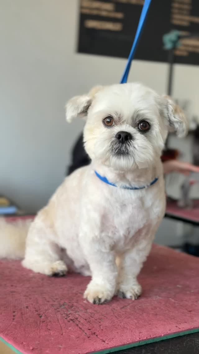 GEORGE 🤍

Our Georgey boy who rarely makes it on here but is always in with us every single month! We absolutely love him & his spoilt ways! Behind this audio is us asking George if he wants steak (his favourite) he really does deserve his name Prince George 👑🤍✨

Groomed by Lily 
@wahlanimaluk @sharperedgescissors @heinigershearing_uk @artero.petcare.uk 

Only 1 slot remaining for this week 🛁🫧🧼
Saturday 2:30pm (1 hour with Sophie) 
Book online using link in bio