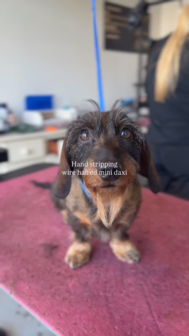 STELLA 🤎

One of our favourite handstrips ever on this gorgeous girl! An absolute angel with the most perfect undercoat making this the most satisfying strip 🐕✨

Groomed by Lily 

Last remaining slot for this week
Saturday 1:45pm: small-medium breed full groom with Eva
This will be Eva’s last ever groom with us so you’ll have one very lucky pup to book this groom 🤍

Book using link in bio 🔗