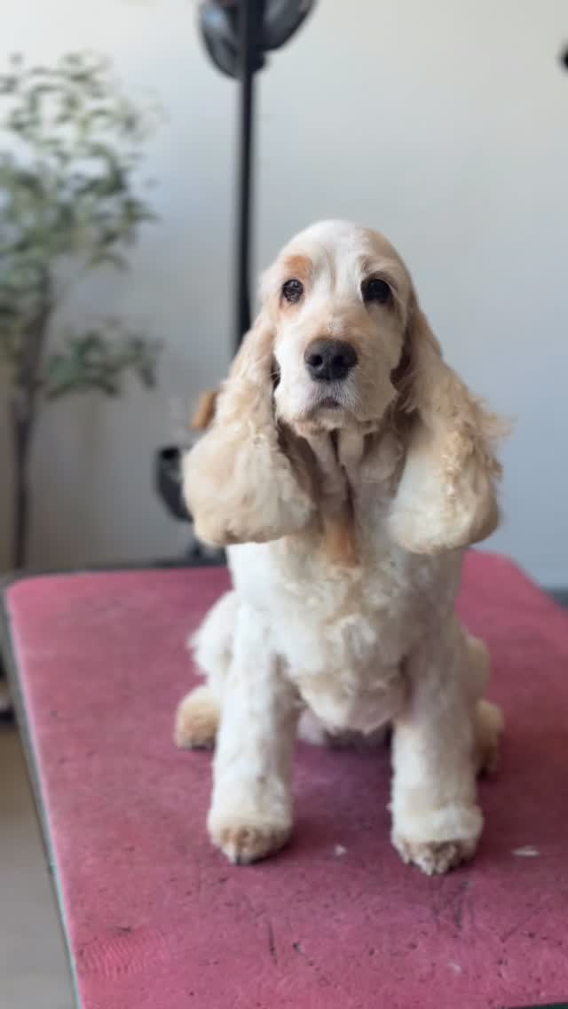 CHLOE 🤍

Sunshine and wagging tails is all we want to see this spring & Chloe was giving us everything after her groom last week 

Groomed by Lily 
@wahlanimal @sharperedgescissors @artero.petcare.uk @heinigergrooming_uk 

Only a few remaining appointments available for this week - 1 hour slots only 
Book online using link in bio 🔗