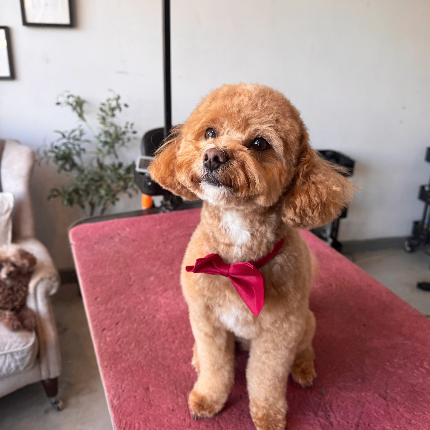 MARTY 🤎

Slacking on the posts this last week as life seems so busy at the moment but rest assured we are still here keeping busy in the salon grooming your gorgeous dogs 🛁🫧🧼

We have a last minute appointment available today with Sophie @ 2:30pm 
🔗 Link in bio to book 

•
•
Groomed by Kate 
@wahlanimaluk @heinigergrooming_uk @colintaylorproducts @artero.petcare.uk