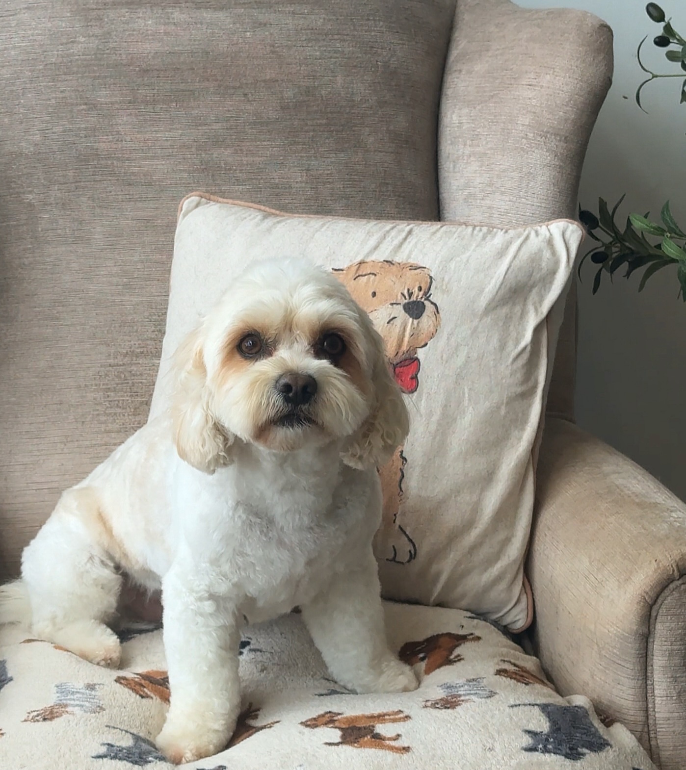 BUDDY 🤍

Another one of our most regular clients who rarely makes it onto our page but we absolutely love this handsome man - an absolute sweetheart & perfect boy to groom 

Groomed by Lily 
@wahlanimaluk @sharperedgescissors @heinigergrooming_uk @artero.petcare.uk 

Few spaces remaining for this week 
Book online using link in bio 🔗
