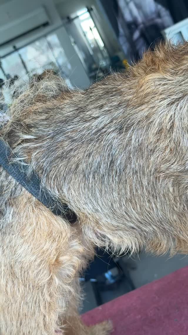 ZIGGY 🤎

Hand stripping this gorgeous boy last week was an absolute dream 

Ziggy is on a 6 month schedule with us which ensures his hair is fully blown and ready to strip meaning there is little to no resistance when we pull the hairs from the follicle 

Hand stripping should be a pain free process and each dog will have their own schedule, however we have found that 6 months is the perfect average for most of our stripped breeds 

For any queries on hand stripping please message us 🤎