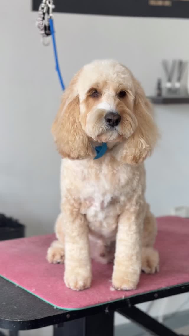 BUDDY 🤍

The full works for Buddy Saturday with his full groom, ultrasonic teeth cleaning & VIP package for the ultimate pamper 🛁🫧✨

Buddy is the happiest boy and one of our absolute favourite clients, always wagging him tail and offering belly rubs - we couldn’t love him any more if we tried!!

Groomed by Lily
@wahlanimaluk @artero.petcare.uk @heinigergrooming_uk @sharperedgescissors 

Few slots remaining for this week available to view & book on our stories 🐕🤎