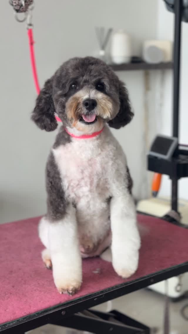 BERTIE 🤍

Will never get over how lucky we are to groom this perfect boy 🥹 an absolute dream every single time ☁️✨

Groomed by Lily 
@artero.petcare.uk @wahlanimaluk @sharperedgescissors @heinigergrooming_uk 

Last minute appointment today @ 2:30pm with Sophie
This is currently our last appointment until 9th June