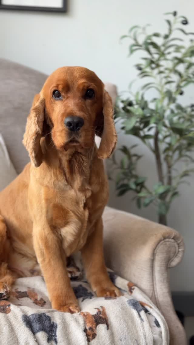 OBIE 🤎

Showing that sometimes less is more ✨

7F all off on this gorgeous boy, purple comb on his ears to give some texture & tight scissoring on feathers ✂️

Groomed by Lily 
Using @wahlanimaluk @heinigergrooming_uk @artero.petcare.uk @sharperedgescissors @andisgrooming