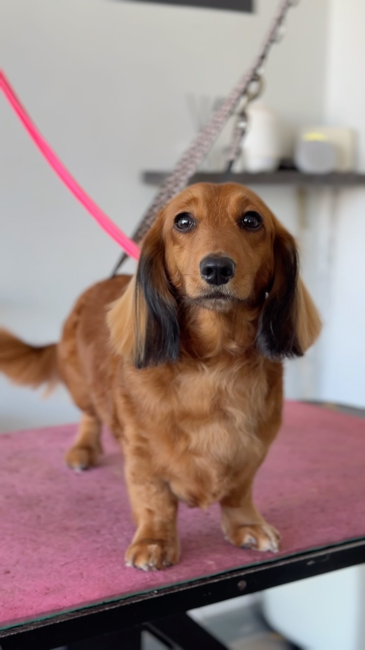 LOLA 🤎

The sun is back which means so is the heat 🌞🔥🥵

Be prepared by booking a grooming appointment in our air conditioned salon next week 

We have very limited availability as we will be adjusting our open hours to prevent you travelling with your dogs during the hottest hours of the day 

If you have an appointment booked with us already, please be advised that we may call you to adjust your time slot slightly to adhere to our updated hours 

Estimated open hours 7am-3pm next week only
If you would like an early morning appointment please call 01173360256 as these will not show on our online booking system
