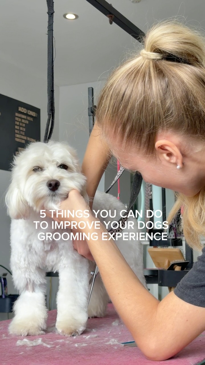 Number 5 might be our most important one 👀

1. Keep them on a regular grooming schedule 🛁
Regular grooming with a familiar groomer is one of the best ways to create a positive grooming experience. We generally recommend every 6–8 weeks, but every dog is different and some may need more or less frequent appointments depending on their coat, lifestyle and individual needs.
Regular visits help maintain a healthy coat, prevent excessive matting and allow your dog to become familiar and comfortable with the grooming environment and routine 🤎

2. Brush at home at least 3 times a week 🐩 
 For curly coated breeds, regular brushing is essential to keeping their coat knot free.
We recommend line brushing with a slicker brush, followed by a comb to check you’ve reached right through the coat and there are no hidden knots.
For some coats, daily brushing may be needed. Keeping on top of their coat at home means a much more comfortable and stress free groom in the salon, whatever length you choose to keep them!

3. Book their first puppy grooms as soon as possible 🩵 
The earlier puppies are introduced to grooming the better! We recommend starting their first puppy grooming experience at around 14 weeks old, giving them the opportunity to become familiar with the salon, tools & equipment and all the different sounds.
These early experiences help build positive associations with grooming as they grow 🐶✨

4. Let them toilet before their appointment 🚽 
No dog wants to spend up to two hours on the grooming table desperately holding in a wee! 
Please give your dog time to toilet before coming into the salon to help them feel more comfortable and settled throughout their groom

5. Please wait until we call you to collect them 📞🤎 
If you return to the salon while your dog is still being groomed, they can become very excited when they see you - especially if they think it’s time to go home. This can increase the time their groom takes & could also result in an accident on the grooming table.
We will always call you as soon as your dog is finished on the table, so there’s no need to pop back early 🐾